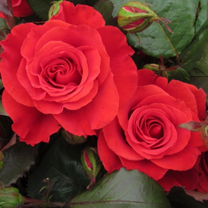 Baracksárga, piros futtatással - teahibrid rózsa